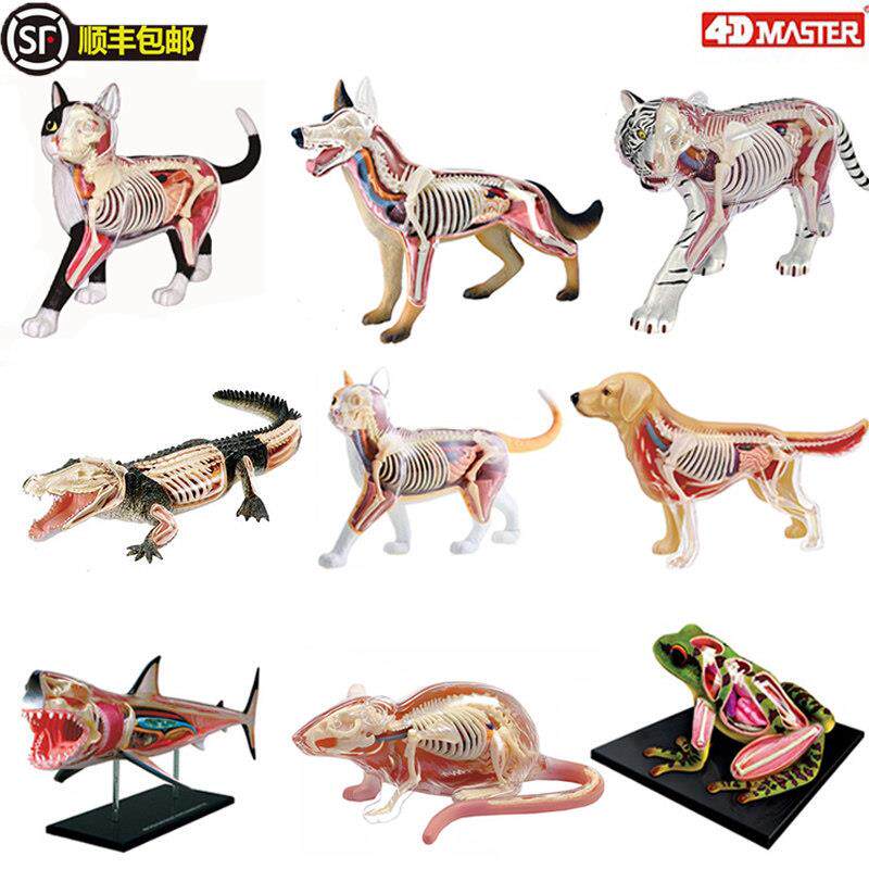 4D Master动物模型仿真海洋生物解剖骨骼拼装男孩十二生肖玩具