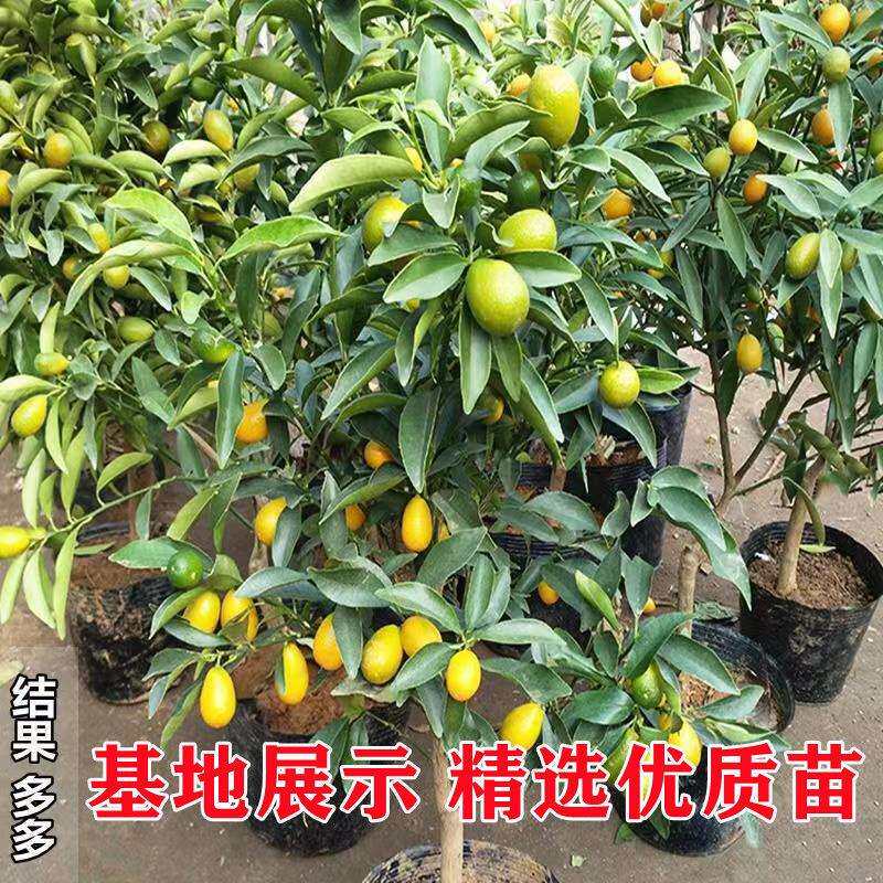 四季金桔树盆栽脆皮金桔开花结果橘子树带果发货适用客厅阳台庭院