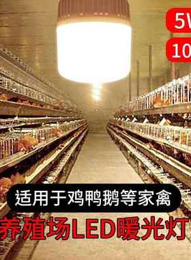 养鸡场光灯泡暖光5INO瓦E27螺w节能灯暖150W口照明暖光鸡用超亮黄