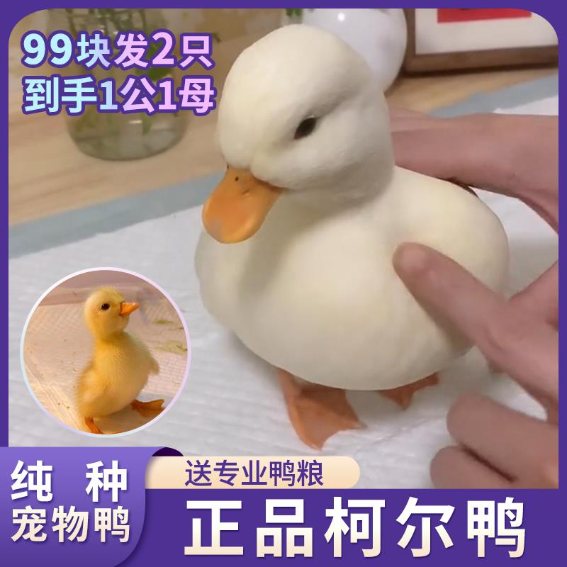 小鸭子活宠物柯尔鸭网红鸭苗物黄的科尔鸭柯基鸭幼崽