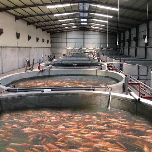 套装循环水养殖系统鱼虾养殖设备水产全套系统养虾设备