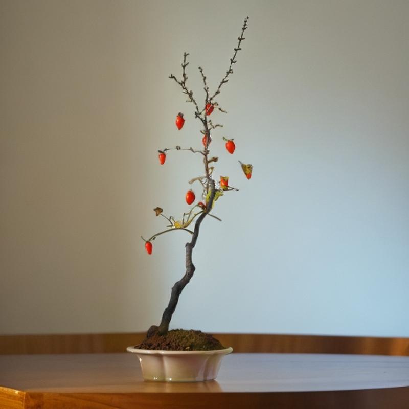 阳台植花卉花卉金弹柿子绿室内果树子树苗植物阳台老鸦办公桌盆栽