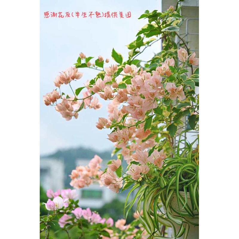 漳三疯 马斯三角梅 原生扦插小苗 庭院阳台攀爬植物 偏远不包邮