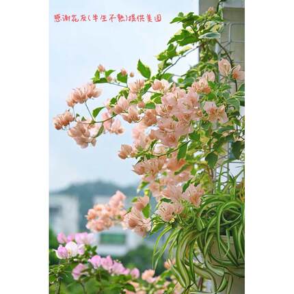 漳三疯 马斯三角梅 原生扦插小苗 庭院阳台攀爬植物  偏远不包邮