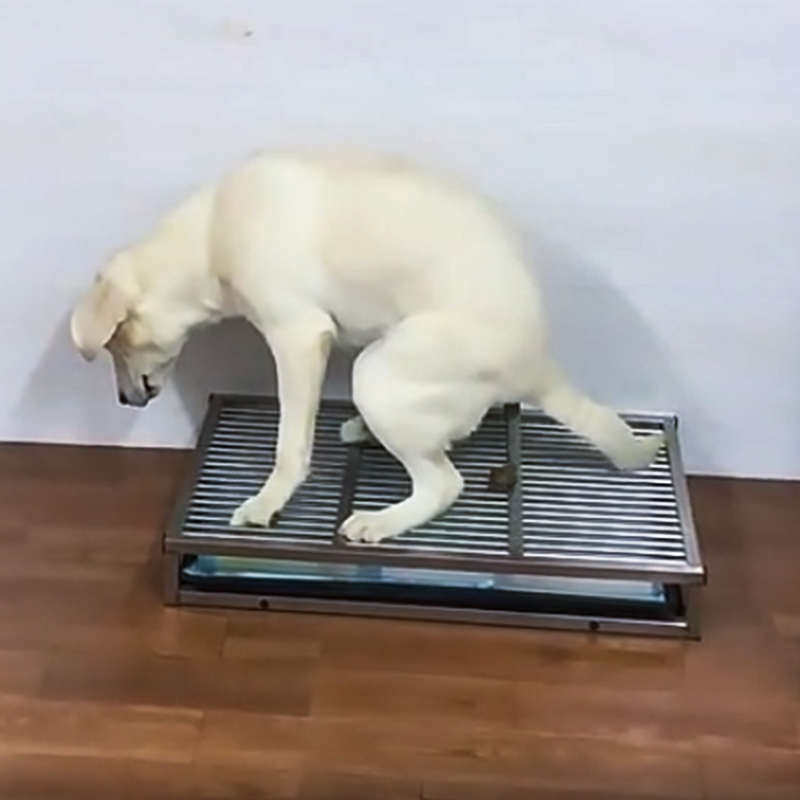 狗厕所中型犬大型不锈钢防踩屎猫砂诱导剂定点尿垫特大号便盆加高,宠物/宠物食品及用品,狗厕所,淘宝优惠券,粉丝福利购,淘宝优惠卷