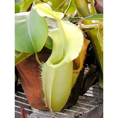 维奇猪笼草veitchii食虫植物低地纯色系笼子巨大原种nepenthes