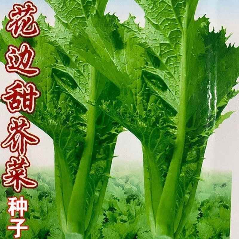 苦菜种子云南特产芥种籽花边芥菜种籽明菜目清肠蔬菜种孑甜芥菜