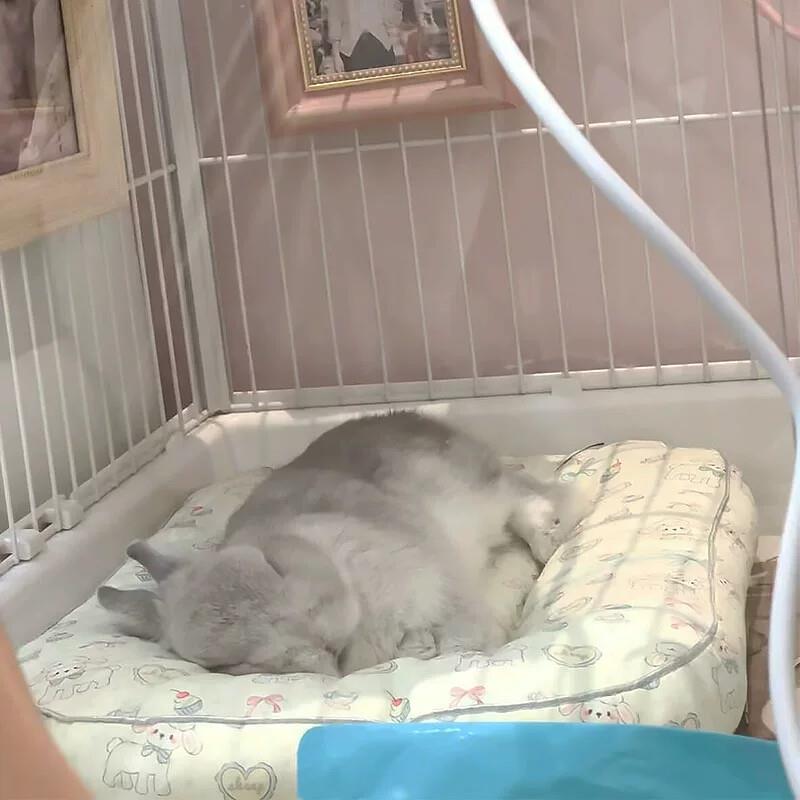 猫窝狗窝夏季宠物冰垫防水兔子趴趴垫狗狗凉席睡觉垫子四季通用