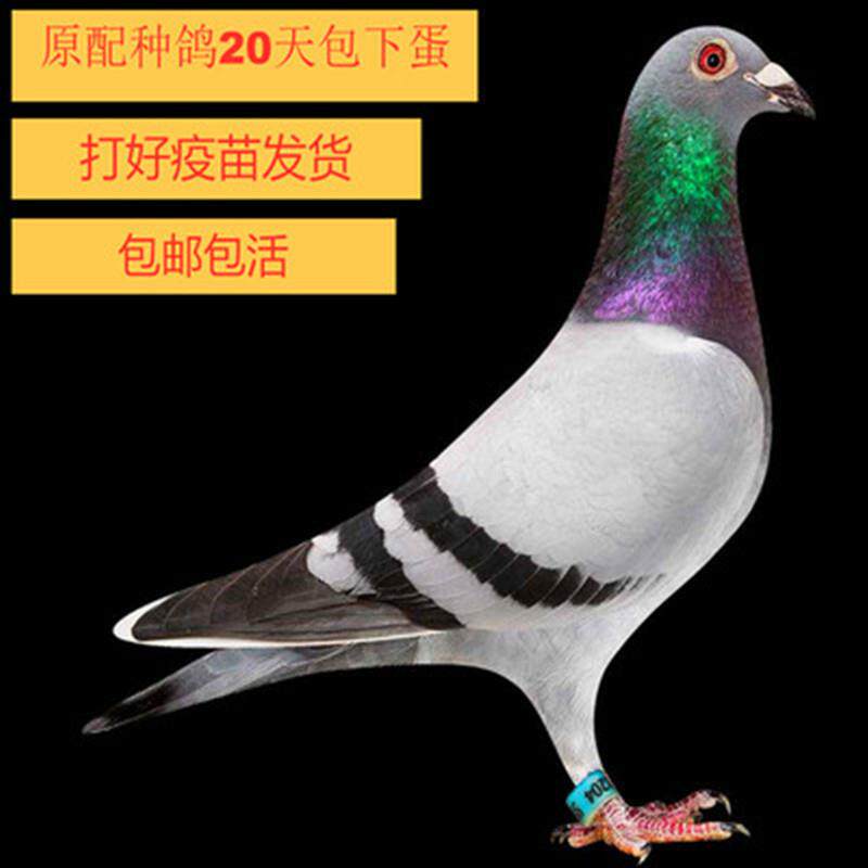 鸽子活一对观赏鸽信鸽赛鸽成绩鸽子活物幼鸽活体原配种鸽血统肉鸽