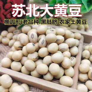 新黄豆农家土黄豆老品种黄豆老款椭圆形大豆苏北黑脐王黄豆价