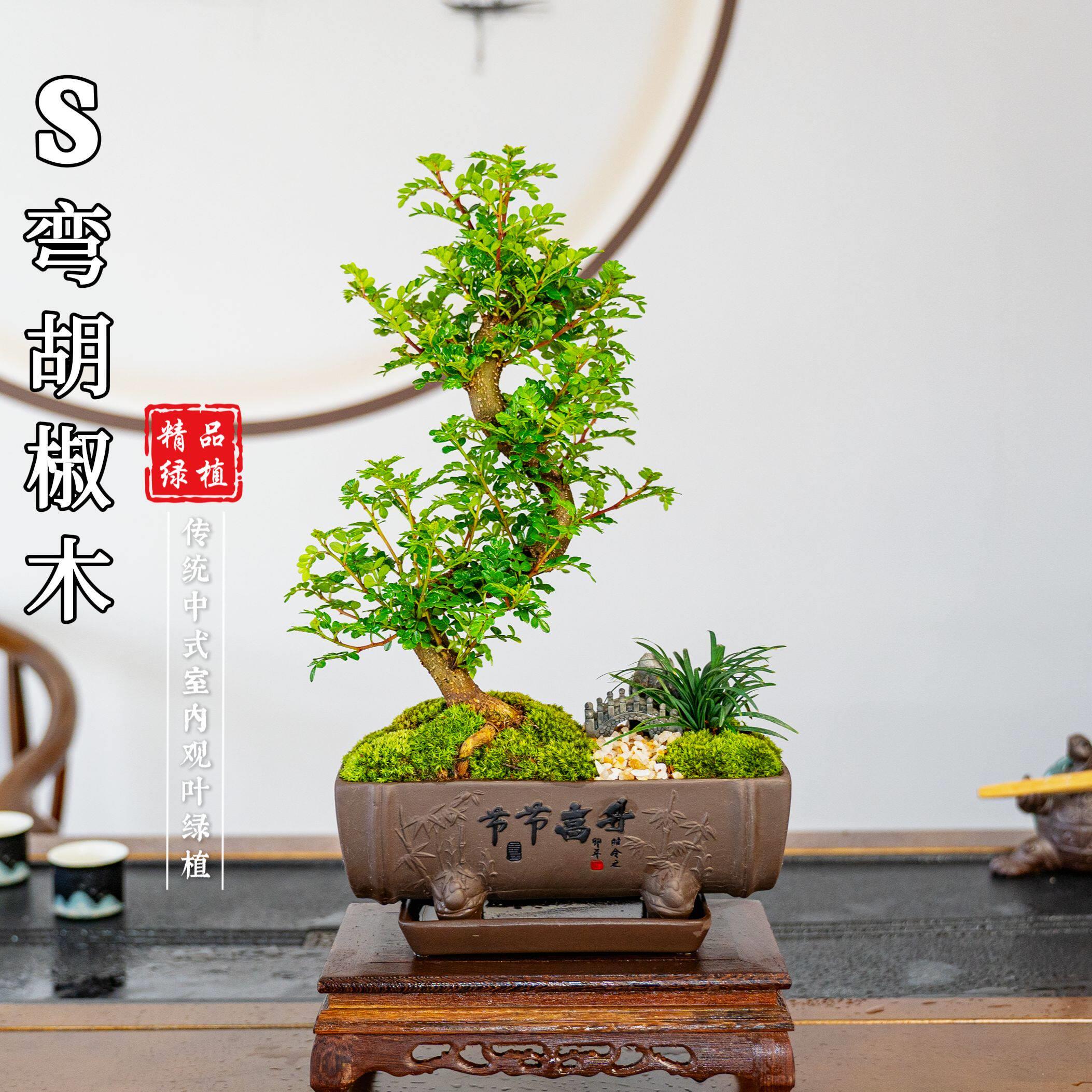 【节节高升】老桩清香胡椒木盆景室内好养盆栽美观茶室客厅阳台