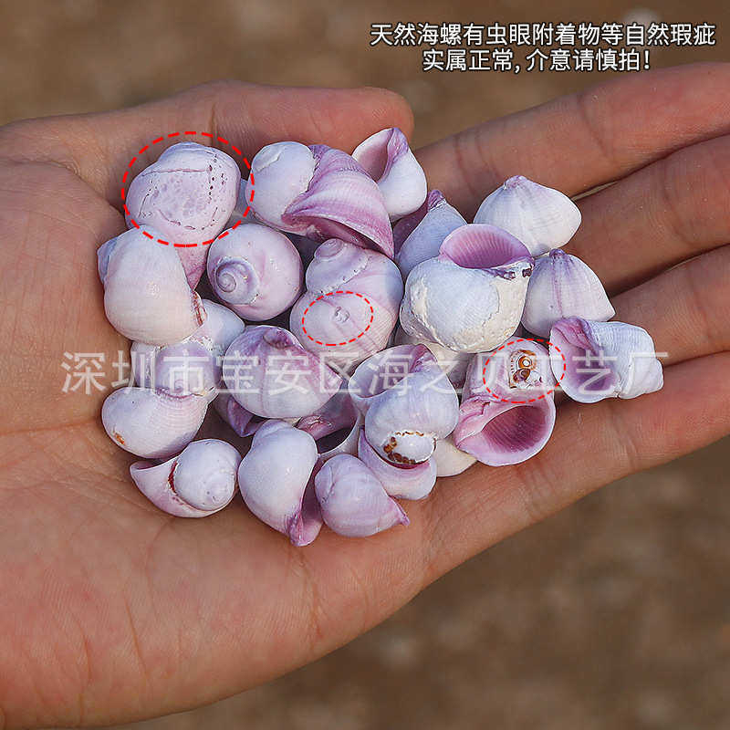 紫口珊瑚螺天然贝壳鱼缸水族造景装饰寄居蟹卷贝鱼替换壳厂家批发,宠物/宠物食品及用品,造景/装饰,淘宝优惠券,粉丝福利购,淘宝优惠卷