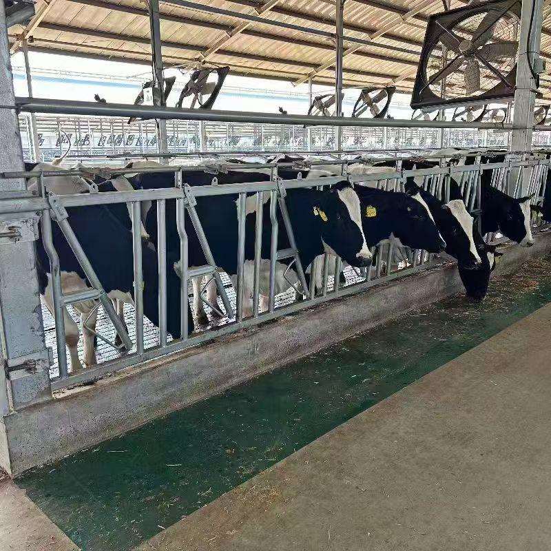 牛颈枷自锁型结实耐用方便灵活牛场设备牧场养殖牛颈夹农场奶牛