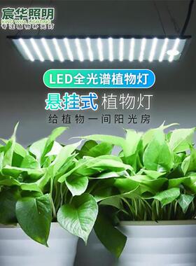悬挂式LED植物生长灯大棚室内多肉花卉绿植蔬果500LED225LED薄款
