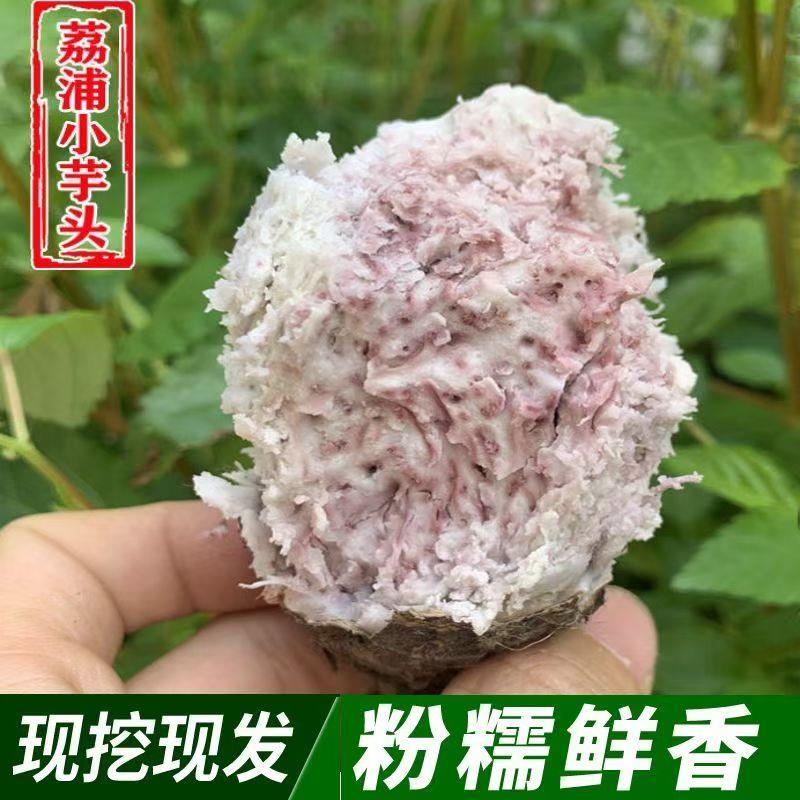 荔浦小芋头仔牛奶红芽芋粉糯香甜香芋仔新鲜现挖早餐杂粮副食品代