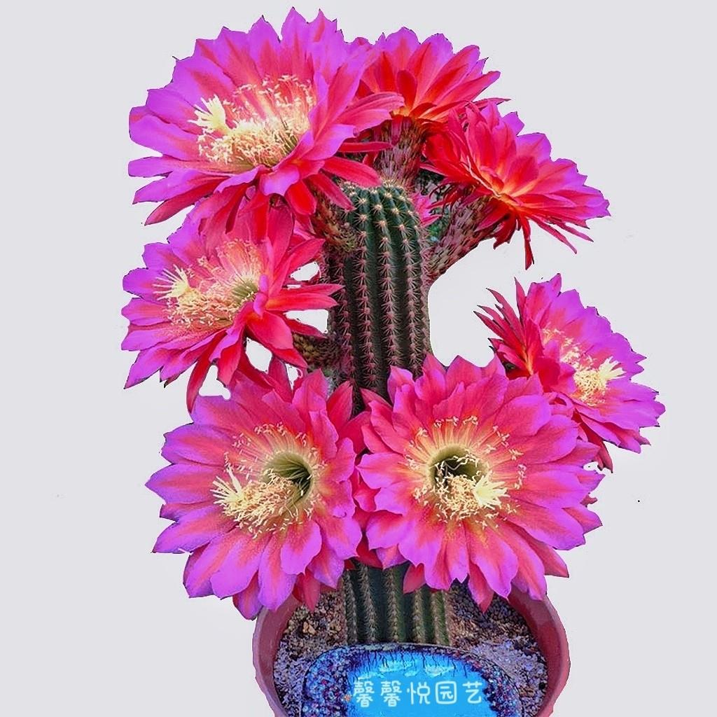 毛花柱仙人球飞碟时光开大花高级多肉植物精品仙人柱品种大全美观