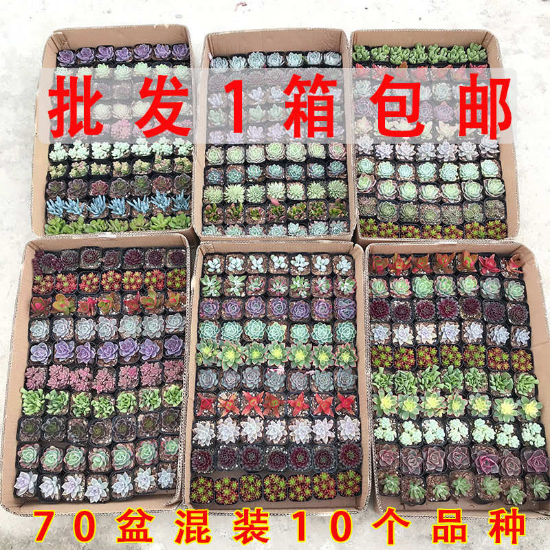 q多肉植物整箱批发彩色拼箱70盆带盆发货多肉花卉伴手礼品批发