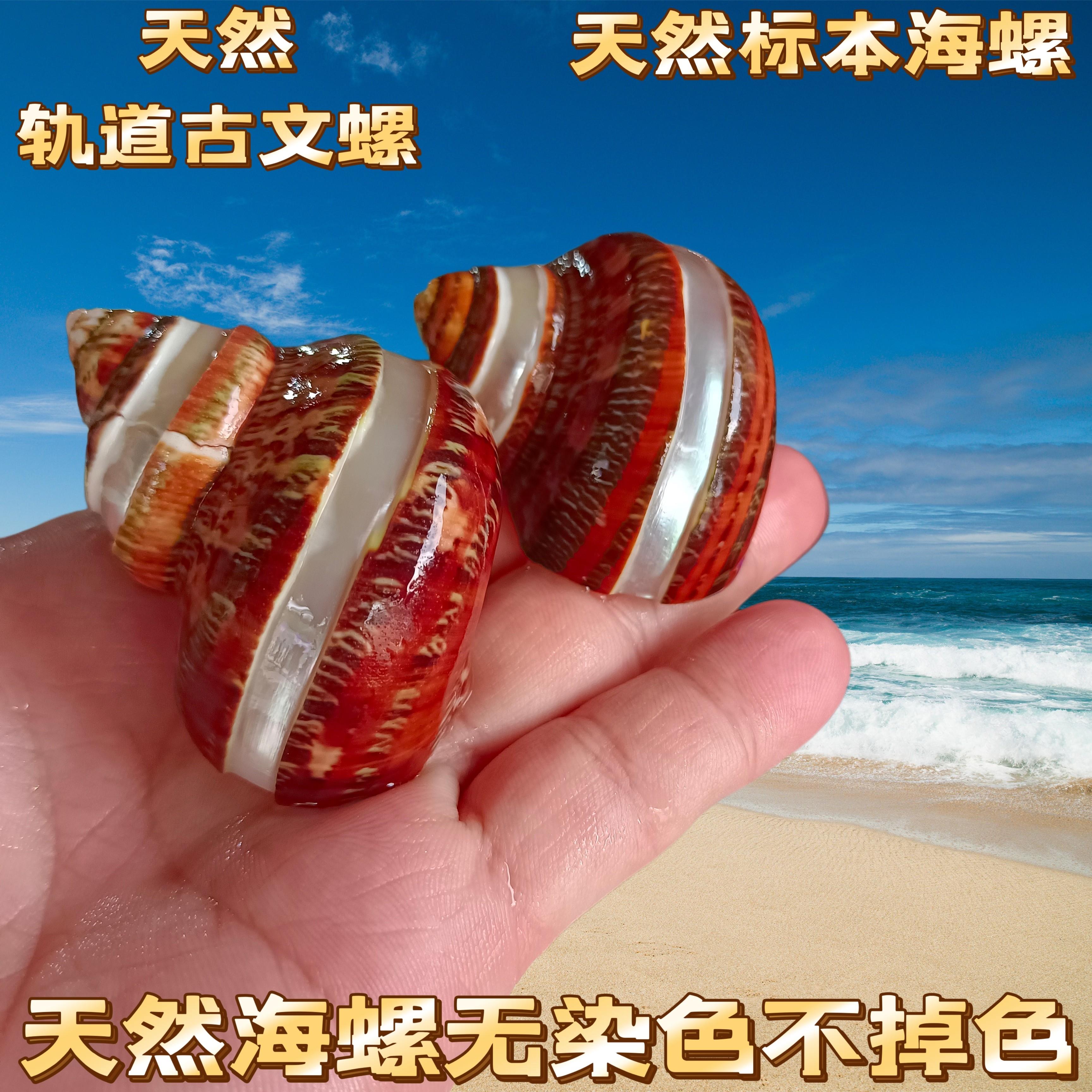 天然海螺贝壳寄居蟹替换壳条纹猫眼绿嵘螺鱼缸造景金刚螺水族装饰