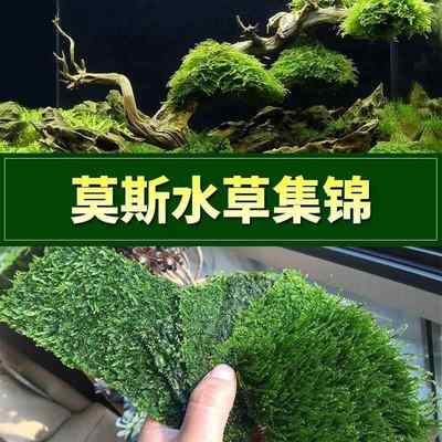 莫斯水草松茸三角火焰莫丝片摩丝MOSS鱼缸造景水族箱不锈钢定植片