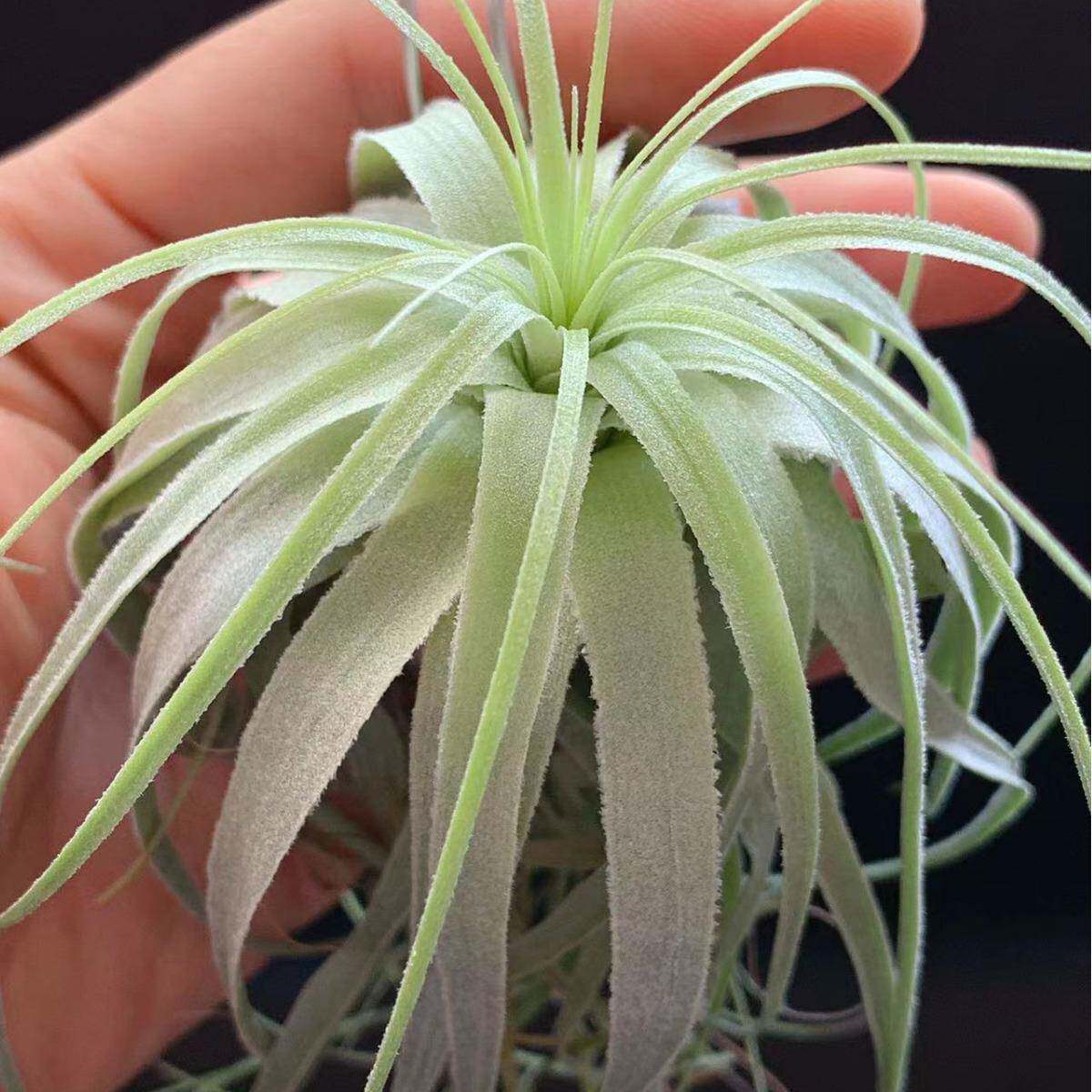 雨林薄纱江懒苏基地直空11111气凤梨居无发土人植物绿植稀有家办