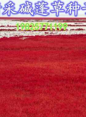 碱蓬草种子红色翅碱蓬卤蓬土壤沙荒地绿化耐盐碱治理土壤改良种籽