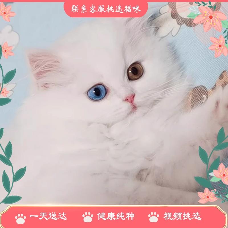 金吉拉纯白异瞳长毛矮脚蓝眼布偶猫幼崽波斯猫活体宠物猫咪狮子猫