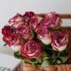 玫瑰干 饰摆件云南天然风干 干燥花花束客厅摆设办公室桌面家居装