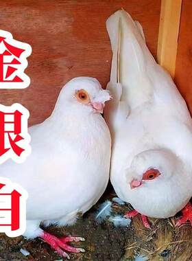 观赏鸽疆系纯白鸽活体一对可繁殖种鸽包活到家凤头鸽子金眼白鸽子