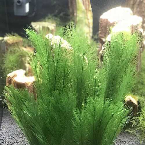 水族造景装饰仿真水草爬宠造景植物鱼缸装饰塑料草鸡尾草羽毛草