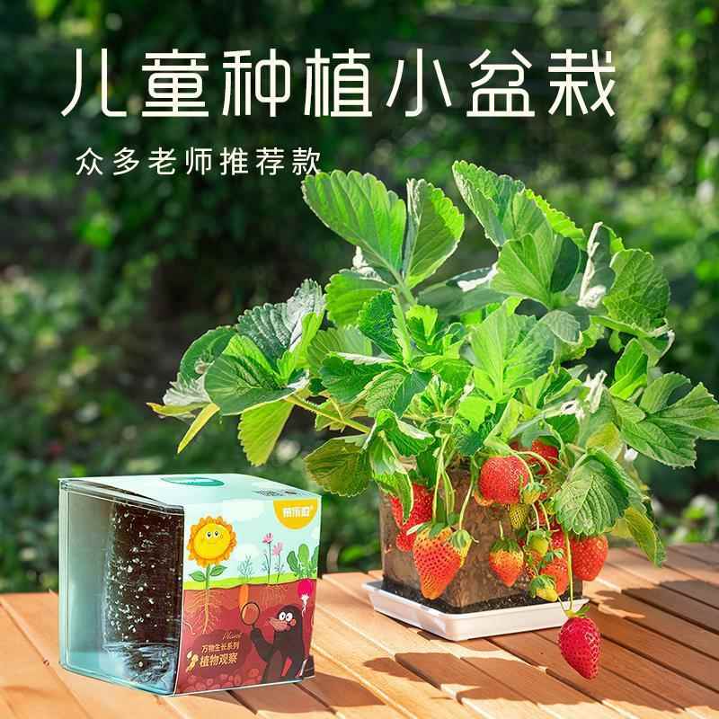 学生幼儿园儿童种植小盆栽迷你绿植西瓜草莓科学实验观察植物套装