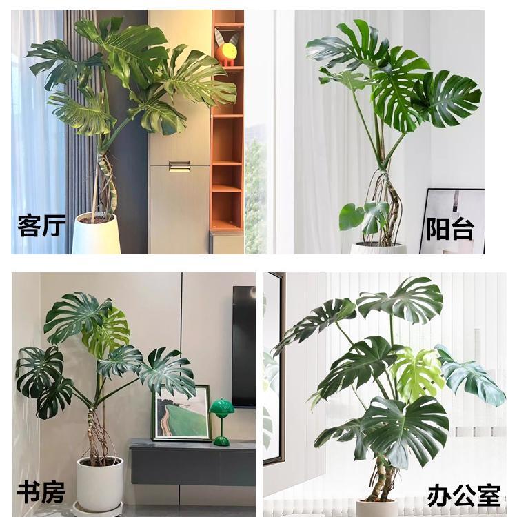 老桩龟背芋室内植物大叶老桩办公室客厅大型盆栽四季常青祛甲醛