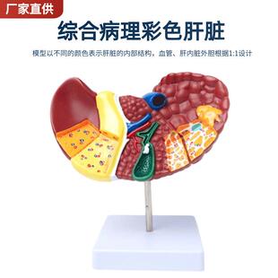 医学仿真人体肝脏解剖模型肝门胆囊胆管结构消化系统器官演示教具