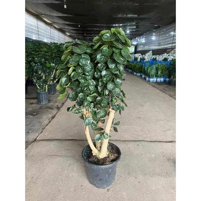 金钱兜盆栽室内客厅大型发财树绿植福绿桐盆景钱多多钱串子植物