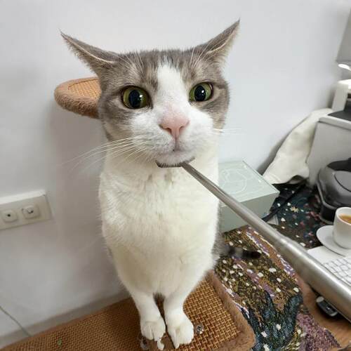 原色不锈钢犁猫棒逗猫棒痒痒挠互动型玩具解闷自嗨神器2026新款