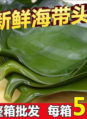 海带头干 干货特级厚海带头新鲜盐渍海带根特厚昆布头荣成海带片