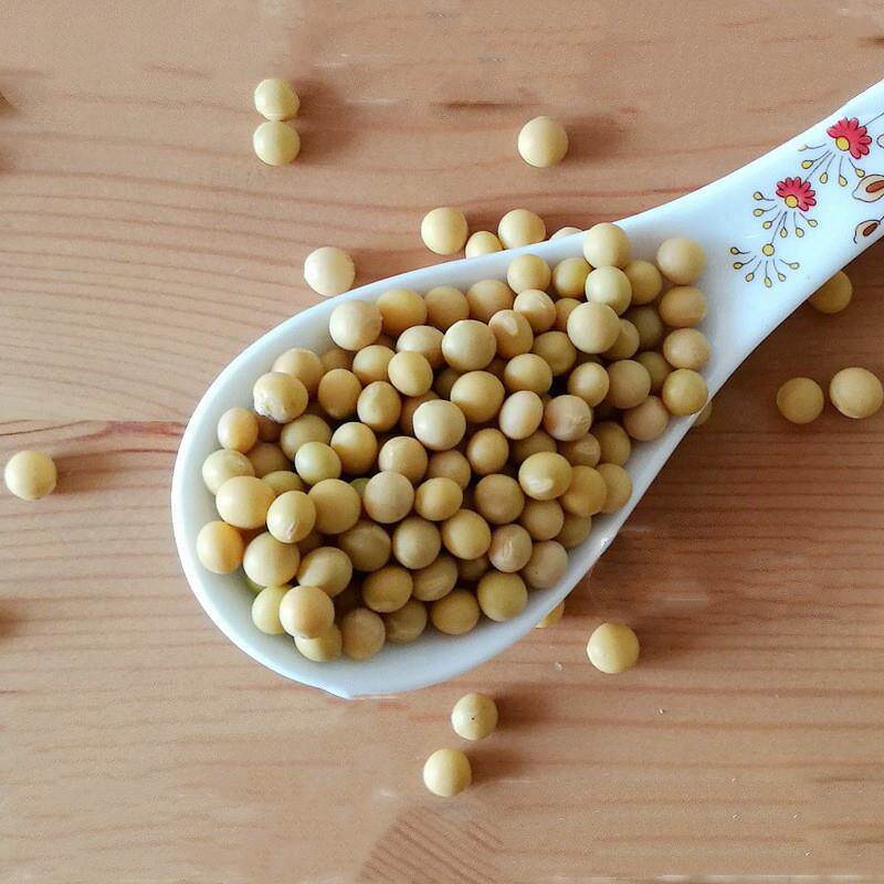 新货发豆芽黄豆生黄豆芽豆黄豆纳豆5斤农家自种690小粒