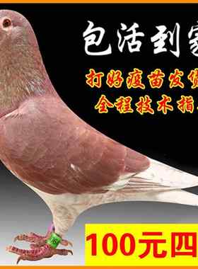 红狐狸信鸽种鸽子活体鸽子活一对公母肉鸽活苗观赏宠物元宝鸽活物
