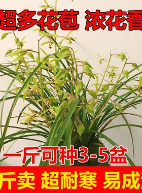 随州兰花苗带花苞浓香型蕙兰春兰九头兰九节兰植物花卉盆栽兰草苗