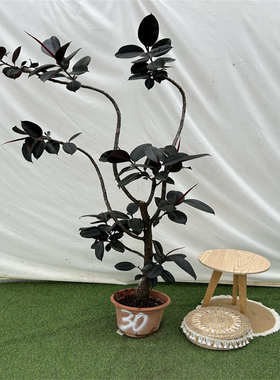 鸿信造型橡皮树黑金刚Ficus室内大型盆栽绿植客厅ins风网红植物