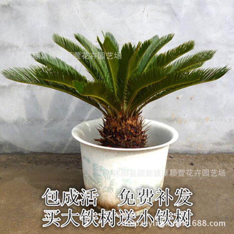基地盆栽铁树耐寒花卉绿植盆景花卉盆栽四季常青大铁树