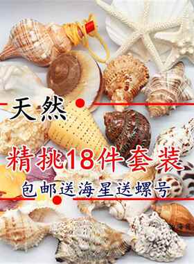 包邮天然贝壳海螺海星珊瑚小螺号套装鱼缸造景装饰品寄居蟹替换壳