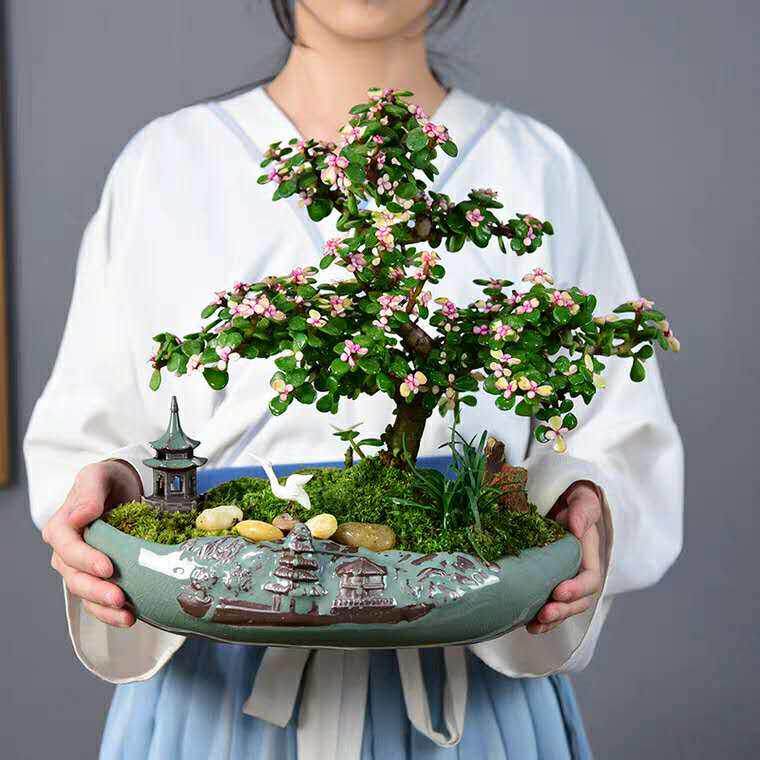 金枝玉叶盆栽造型老桩多肉植物大株肉肉花卉办公室盆景防辐射绿植