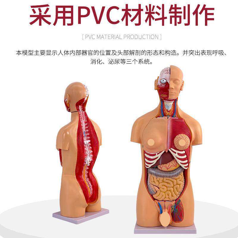 85CM两性性躯干可拆分为23件人体躯干模型 人体躯干模型附内脏
