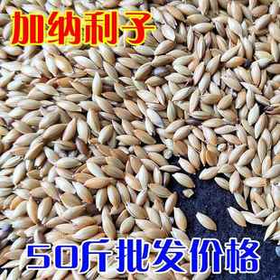 50斤加纳利子籽鹦鹉鸟食饲料白尖粟金丝雀芙蓉鹦鹉黄雀鸟粮油尖粟