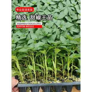 绿甜椒苗子甜椒大果菜椒辣椒苗圆椒早熟成活率高大棚菜园蔬菜种苗