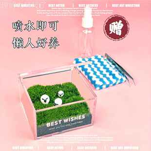 公办室CID桌面摆件藓私人草坪日苔微景观生态瓶生礼物迷你绿植青