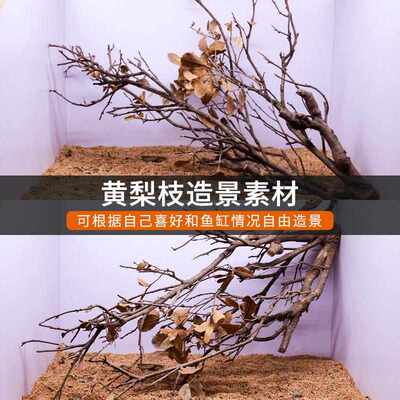 黄梨枝造景沉木树枝原生缸南美缸专用装饰鹿角枝条黄栎木天然枯木
