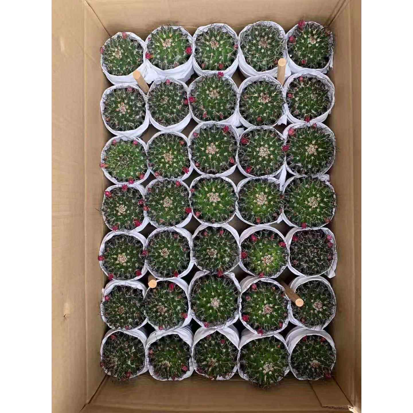 【基直供】开花仙球人多植物花卉毛象地小盆肉栽居家植物毛象