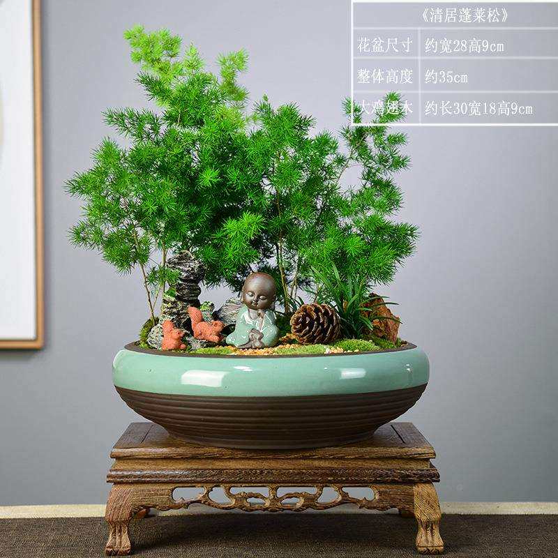 清居水培蓬莱松室内盆栽植物大盆景绿植装饰摆件