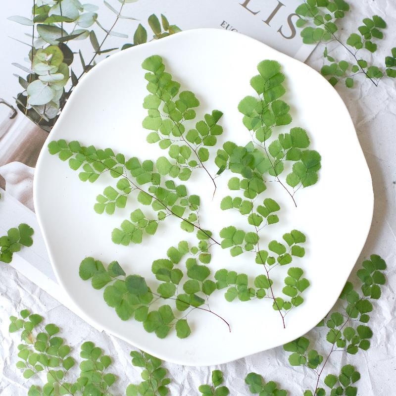 铁线蕨押花标本树叶压花植物标本装饰画书签滴胶贺卡干花相框玻璃图片